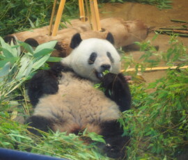 Panda Ueno Park Panda